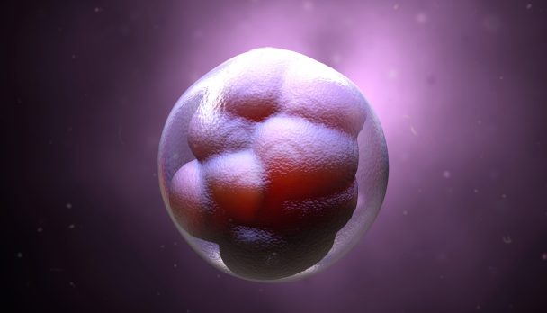 3d,Illustration,Embryo,Early,Stage